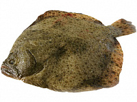 Тюрбо (камбала) тушка с головой непотрошеная охлажденная (вес тушки 2 кг и более)